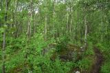 Image of landscape