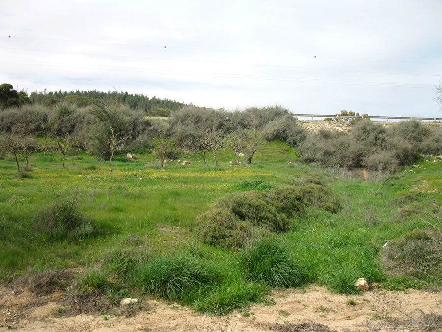 Лес Лаав, image of landscape/habitat.