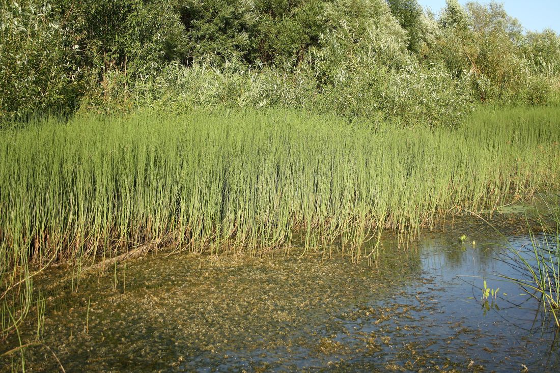 Усть-Шоноша, image of landscape/habitat.