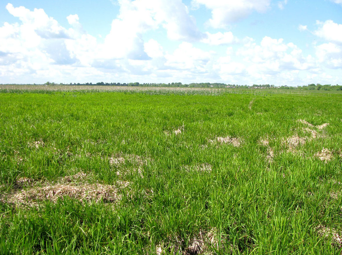 Окский заповедник, image of landscape/habitat.