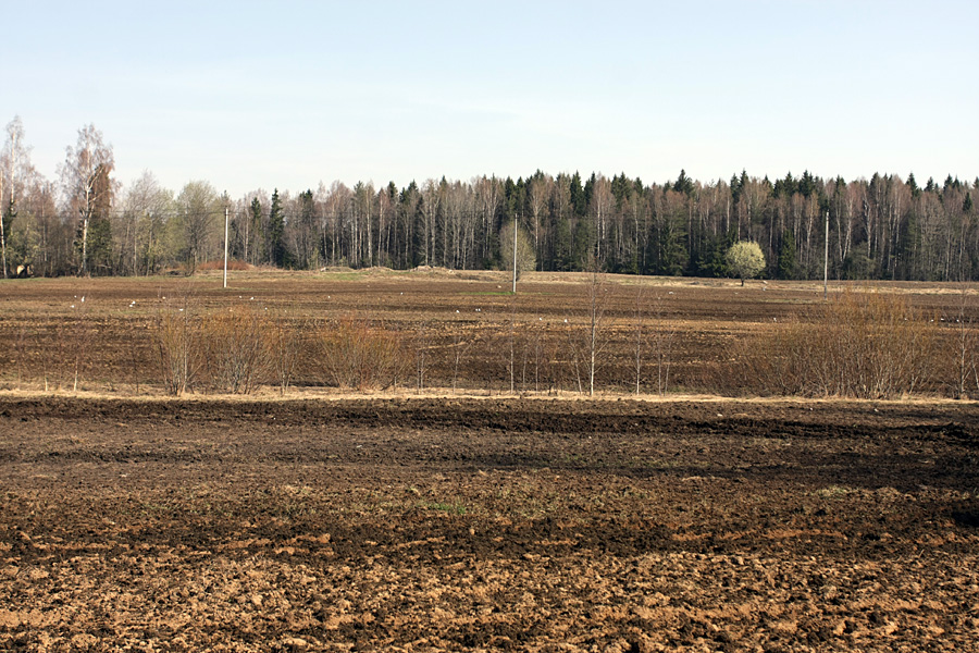 Окрестности Сертолово, image of landscape/habitat.