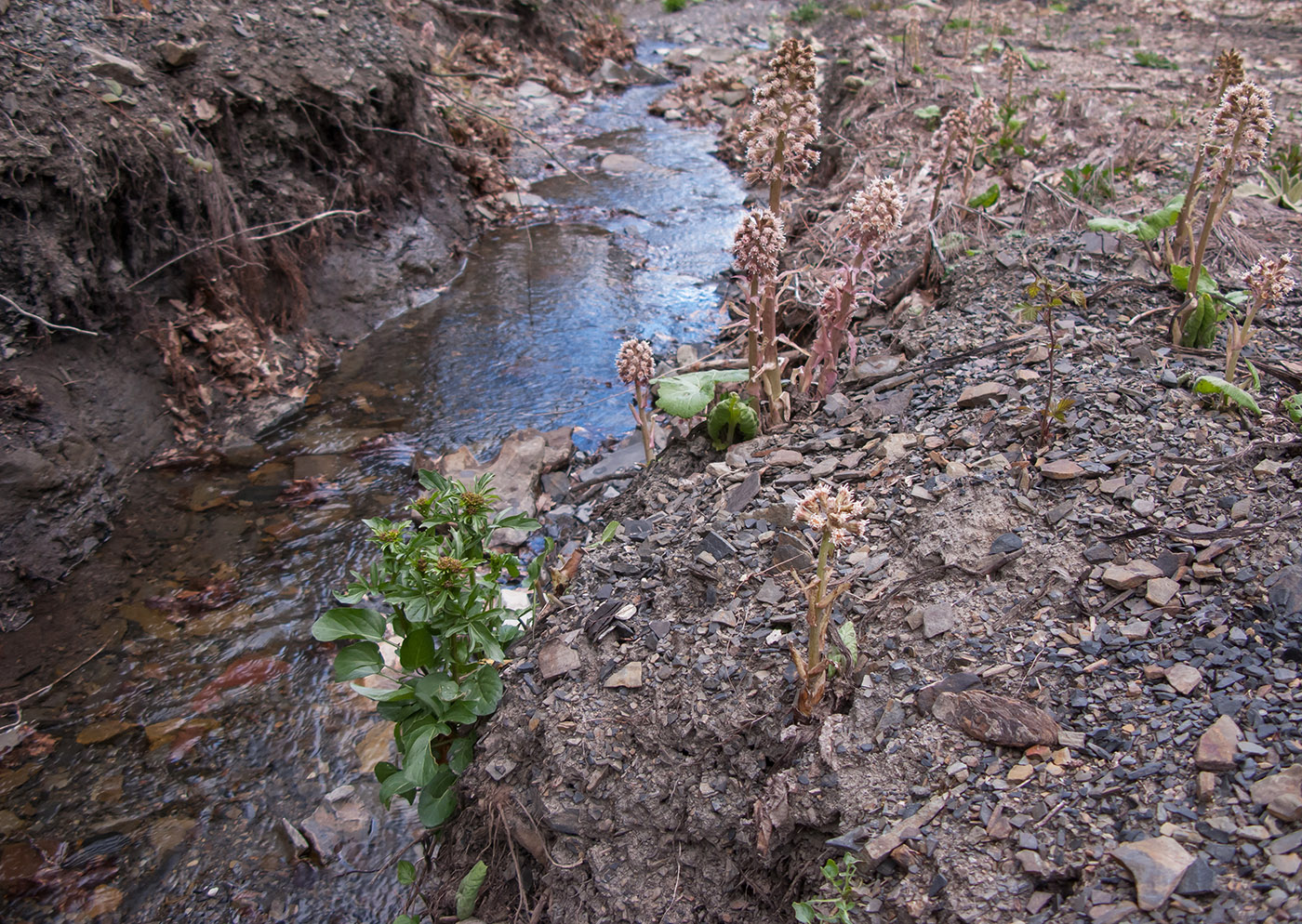 Щель Курортная, image of landscape/habitat.