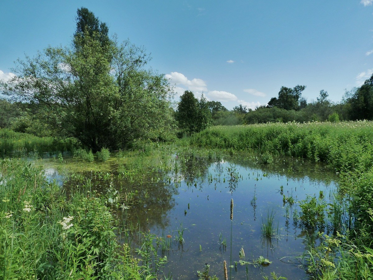 Щучья Лужа, image of landscape/habitat.