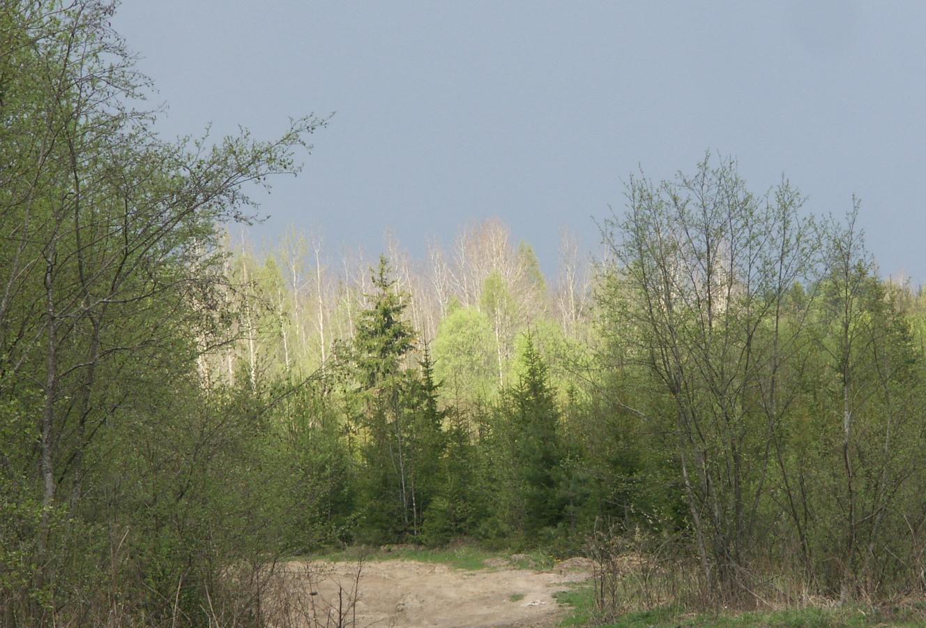 Рябово, image of landscape/habitat.