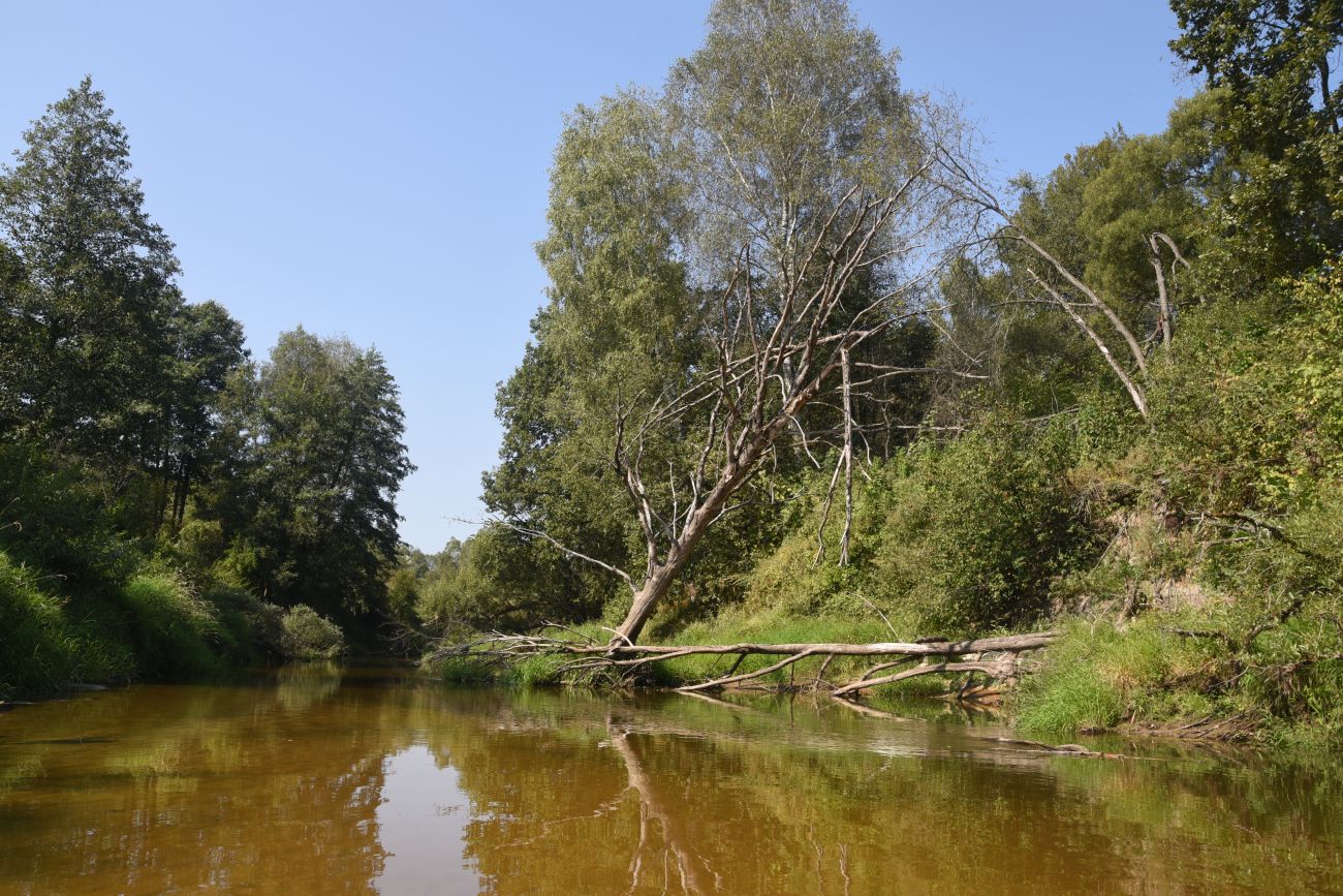 Устье ручья Полянка, image of landscape/habitat.