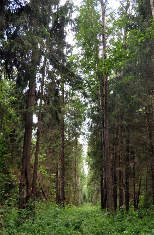 Окрестности деревни Тешилово, image of landscape/habitat.