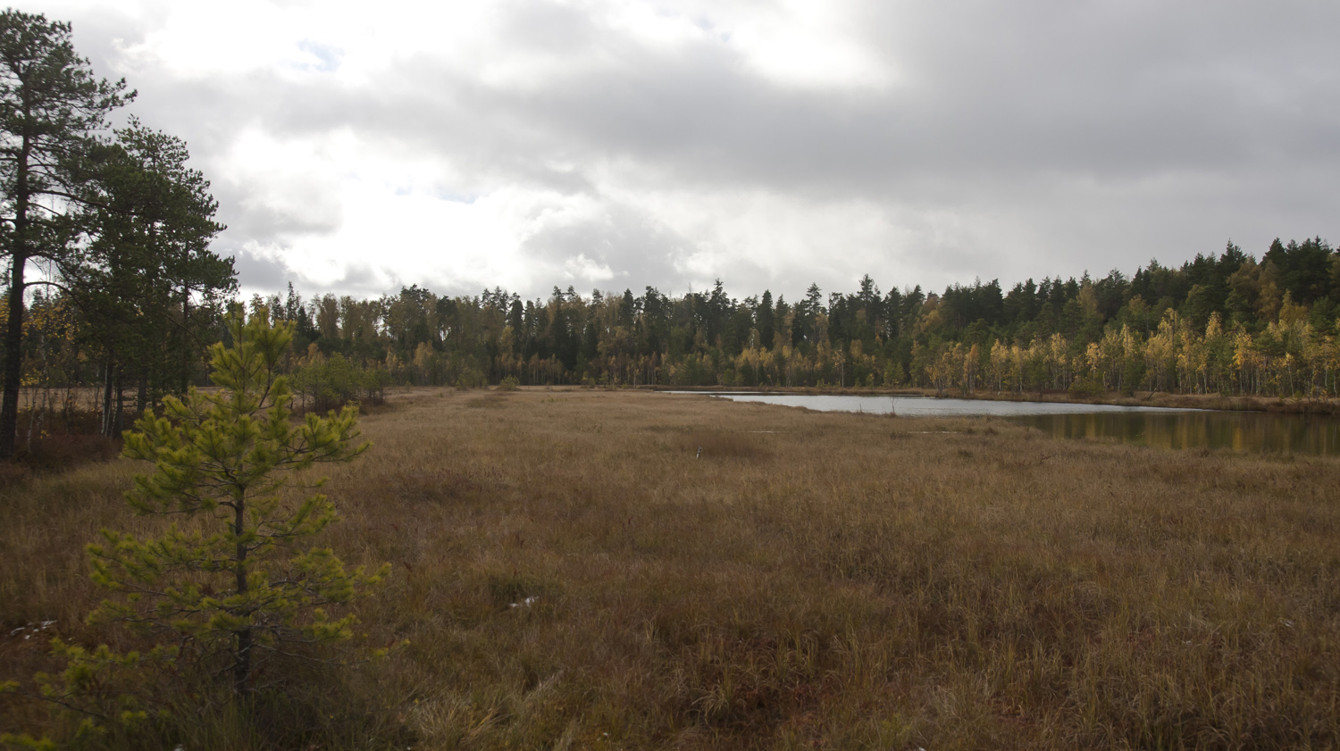 Звенигородская биостанция МГУ, image of landscape/habitat.