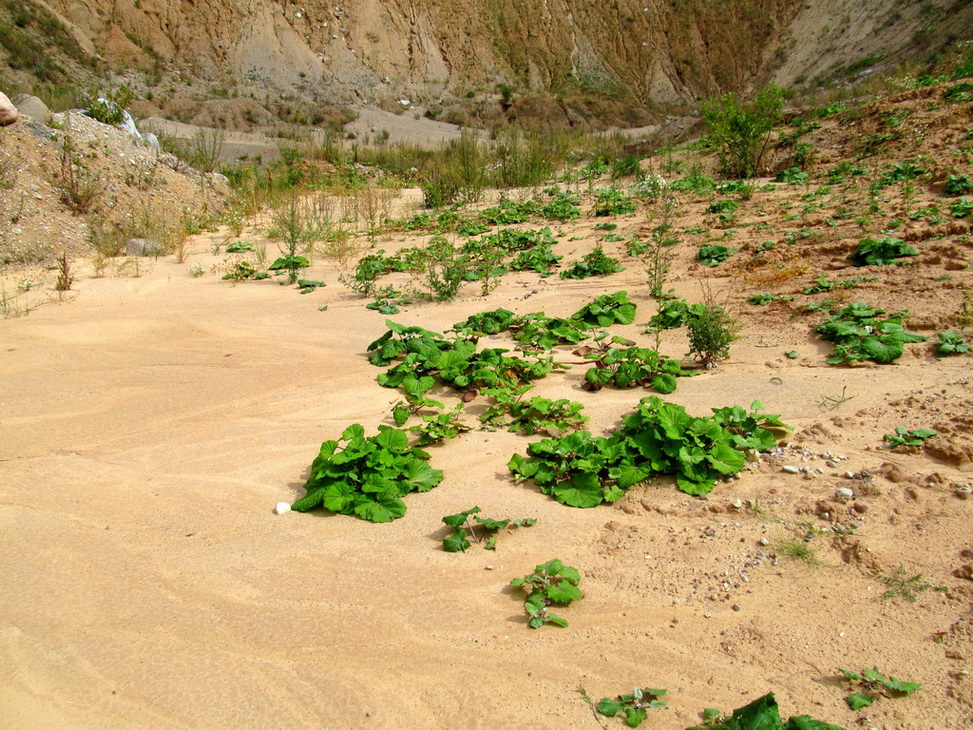 Карьер Примень, image of landscape/habitat.