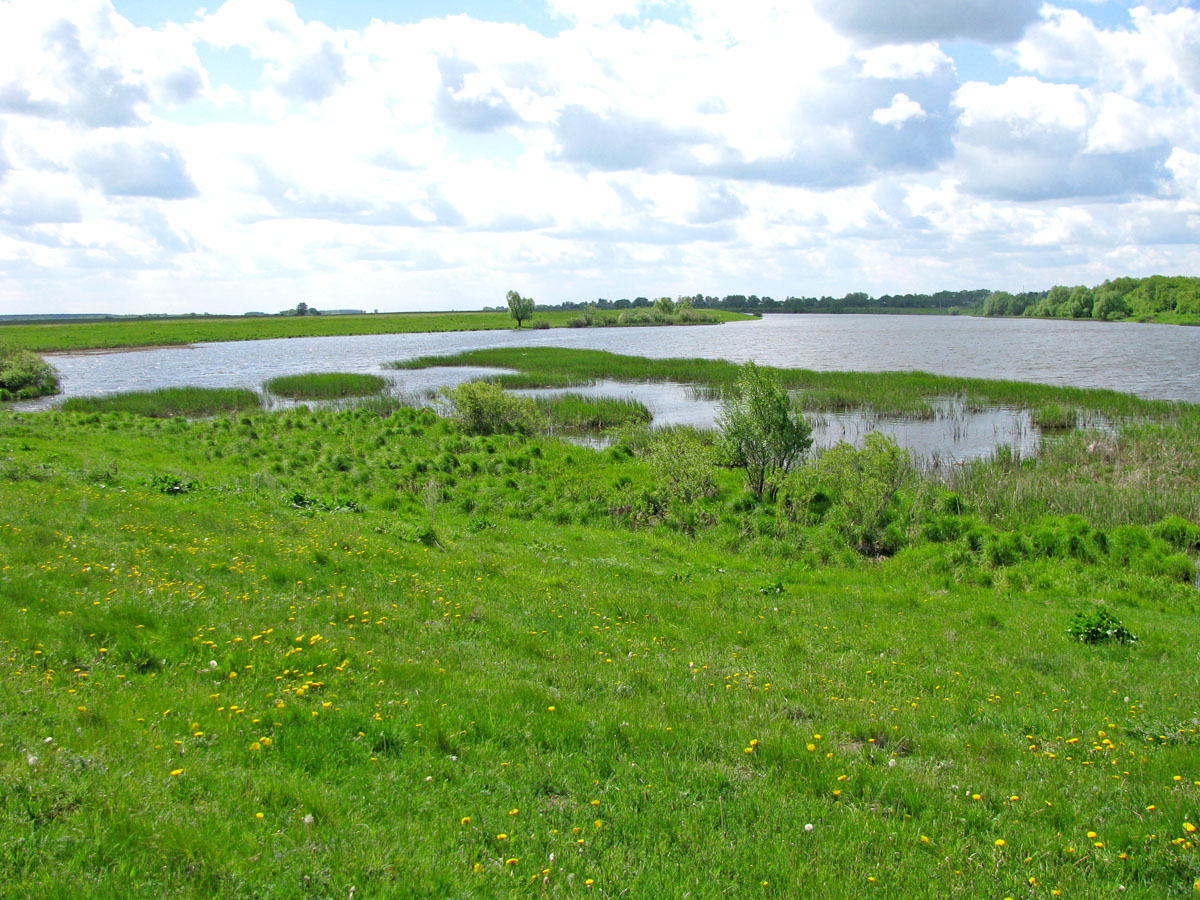 Окский заповедник, image of landscape/habitat.
