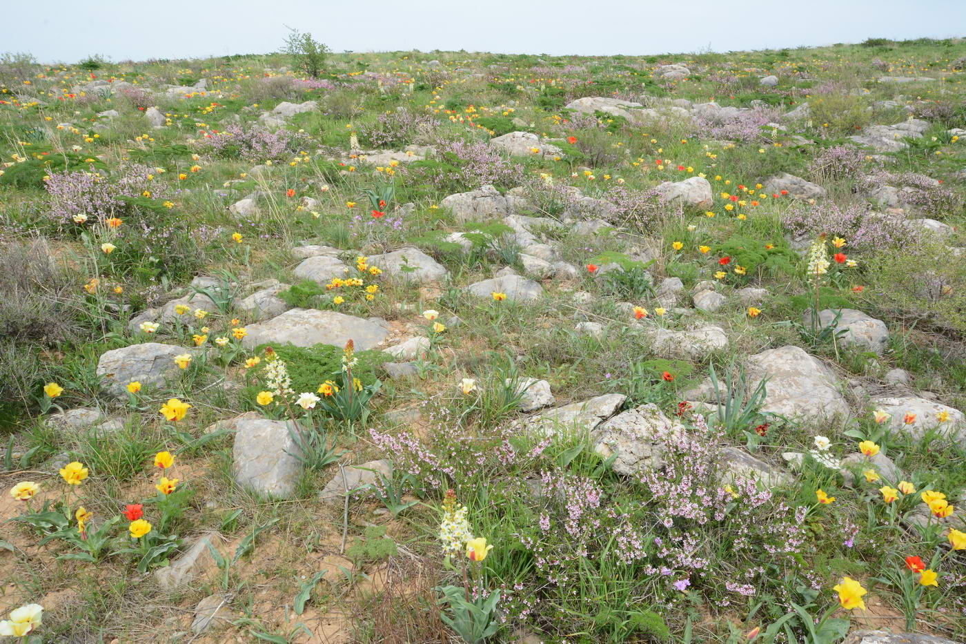 Хребет Боралдай (север), image of landscape/habitat.