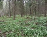 Рябово, image of landscape/habitat.