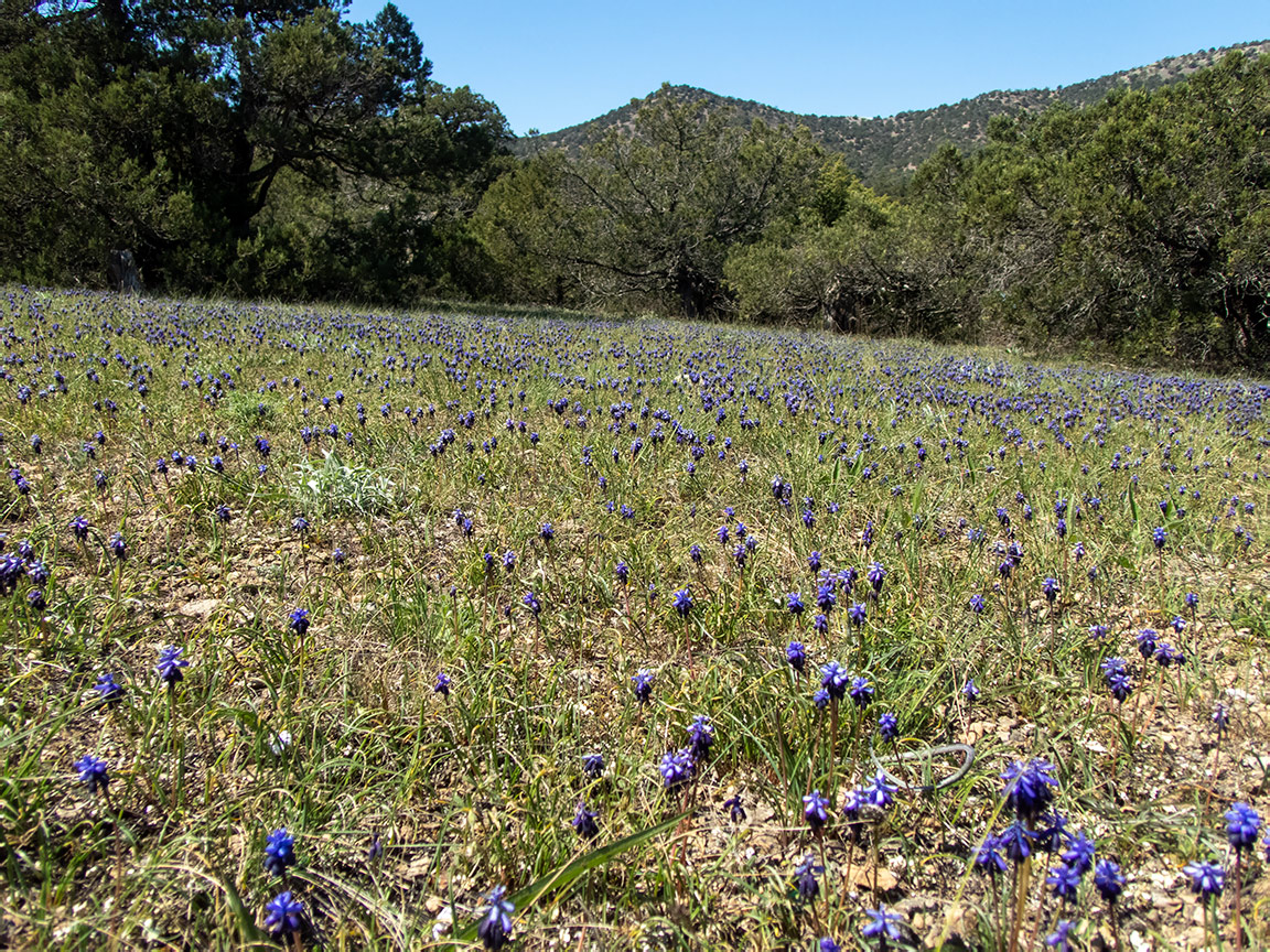 Караул-Оба, изображение ландшафта.