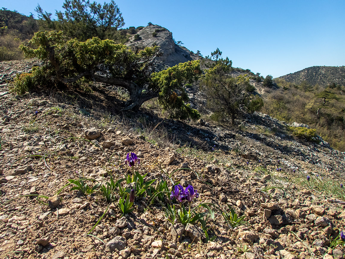 Сокол, image of landscape/habitat.