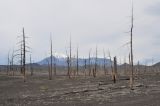 Толбачинский дол, image of landscape/habitat.