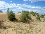 Пески к югу от Хивы, image of landscape/habitat.