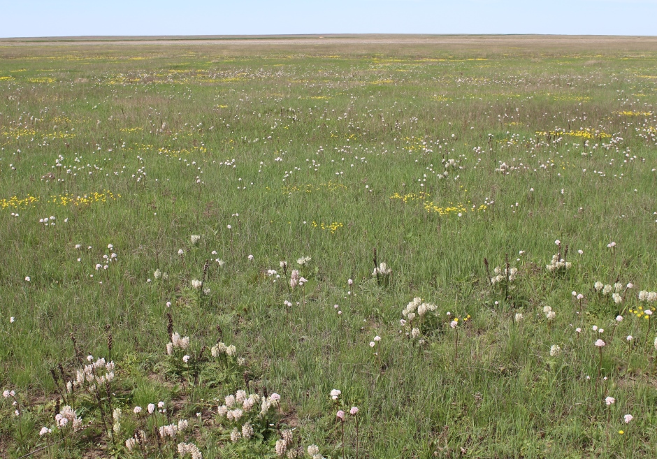 Ащисайская степь, image of landscape/habitat.