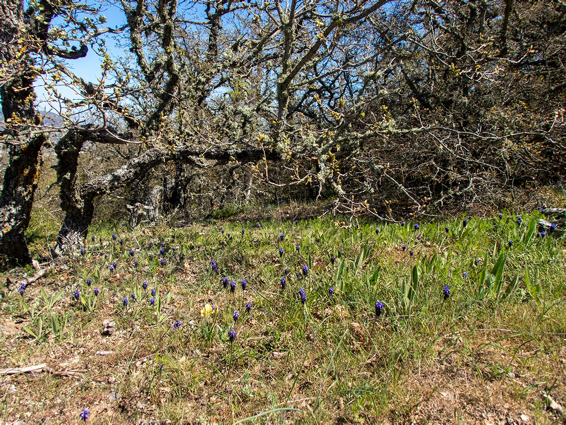 Сокол, image of landscape/habitat.