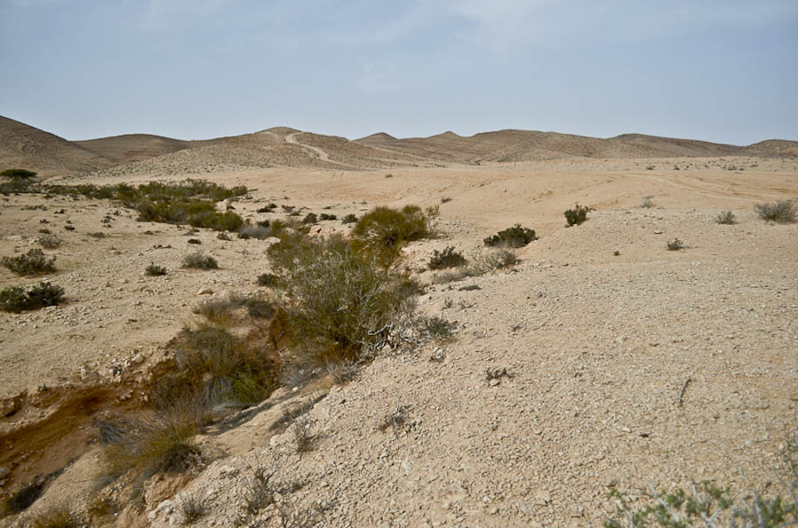 Негев, image of landscape/habitat.