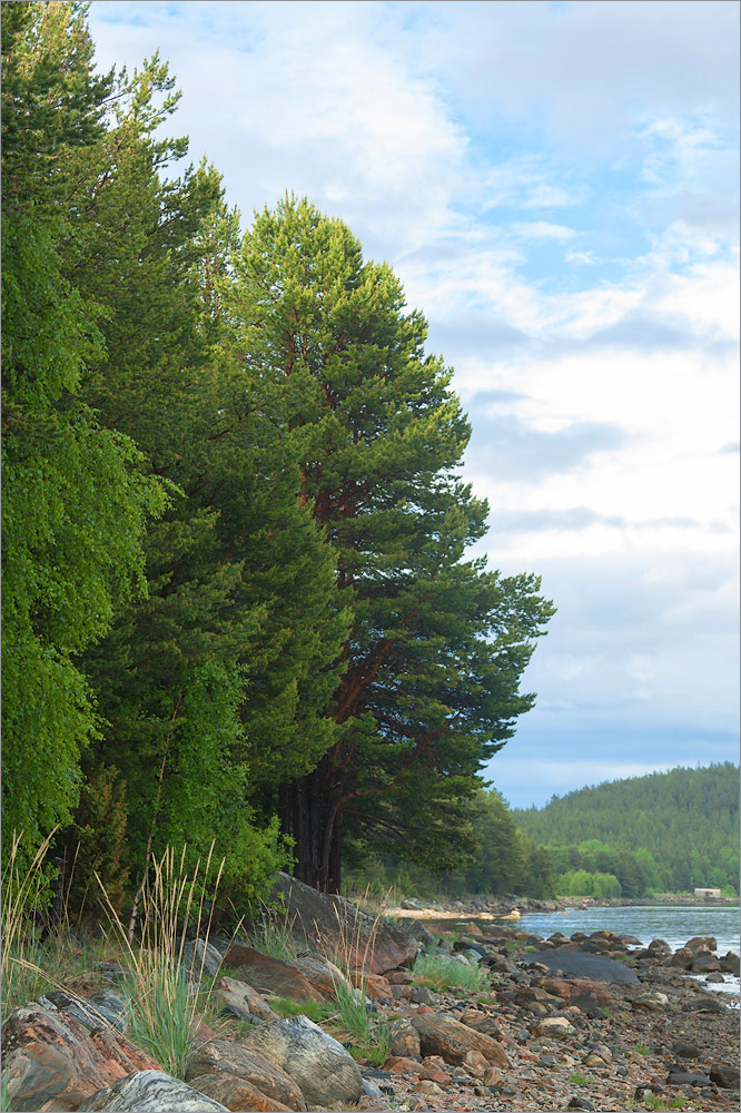 Княжая Губа, image of landscape/habitat.