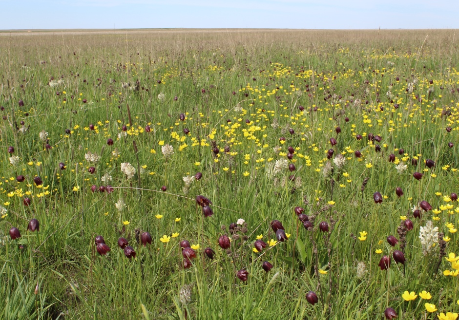 Ащисайская степь, image of landscape/habitat.