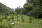 Окрестности Пхамат, image of landscape/habitat.