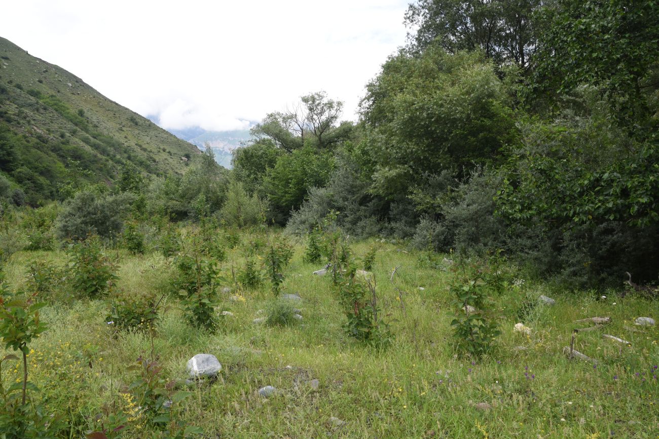 Окрестности Пхамат, image of landscape/habitat.