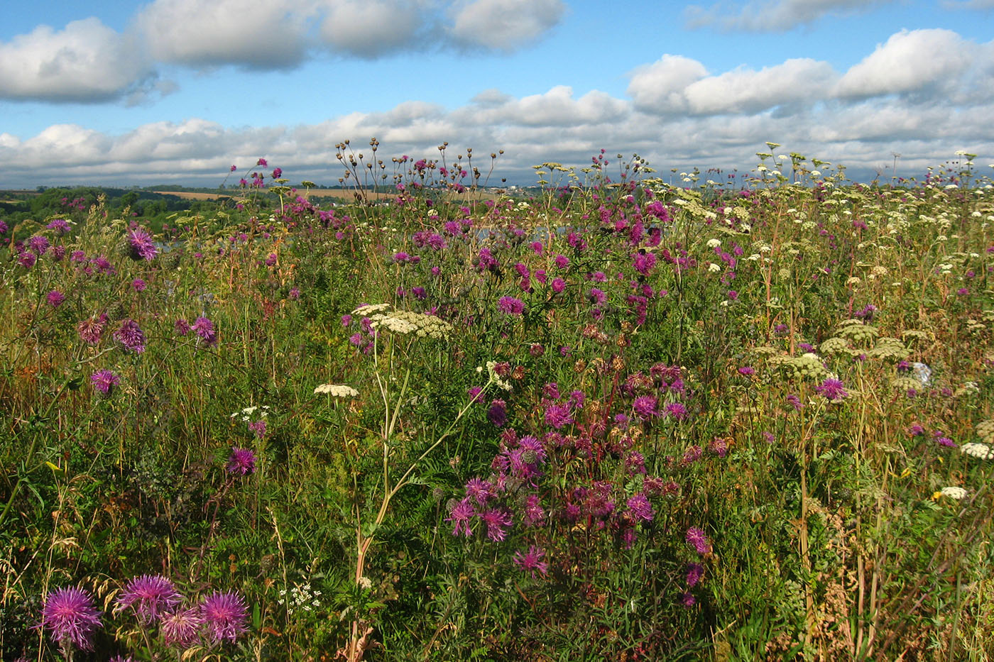 Долина р. Ока у д. Лужки, image of landscape/habitat.