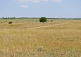 Безыменная балка, image of landscape/habitat.