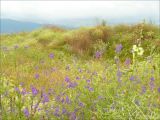 Окрестности Суджукской лагуны, image of landscape/habitat.