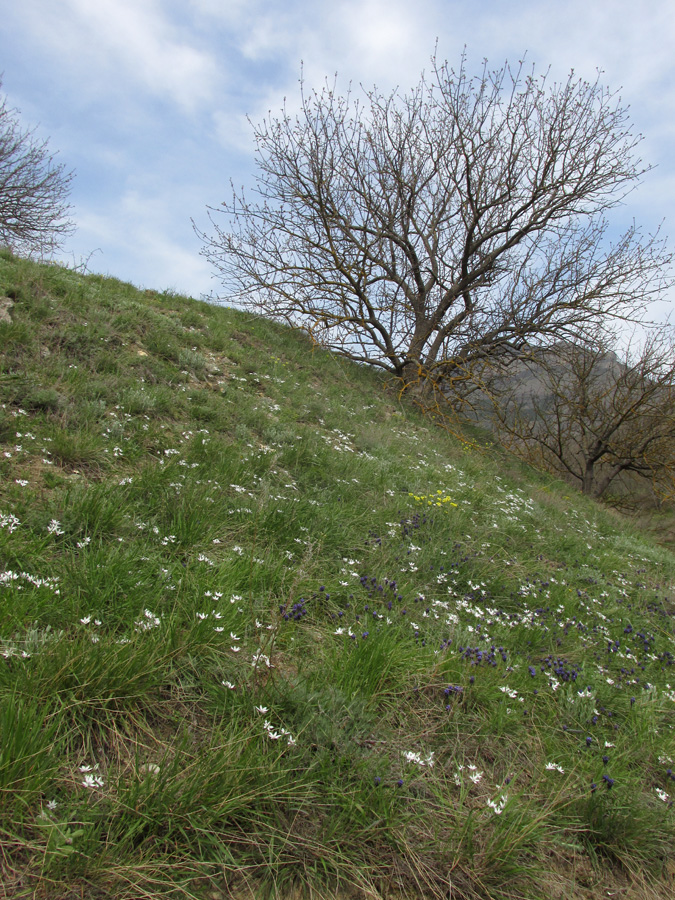 Карадаг, image of landscape/habitat.