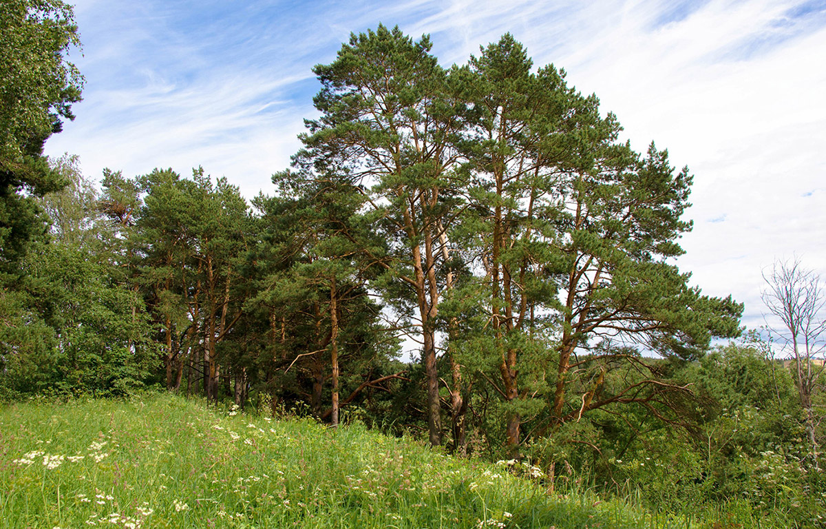 Звенигородская биостанция МГУ, image of landscape/habitat.