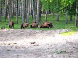 Окский заповедник, изображение ландшафта.