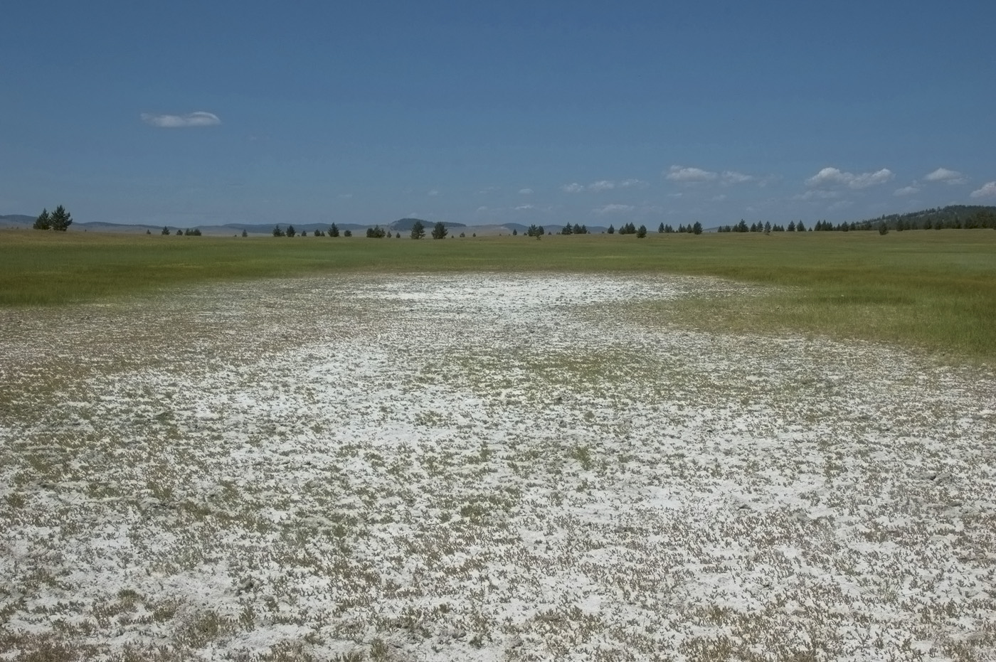 Кодунский солонец, image of landscape/habitat.