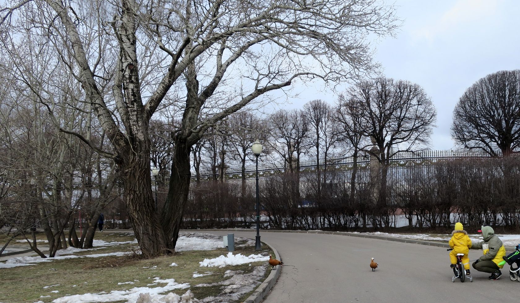 Парк Горького, image of landscape/habitat.