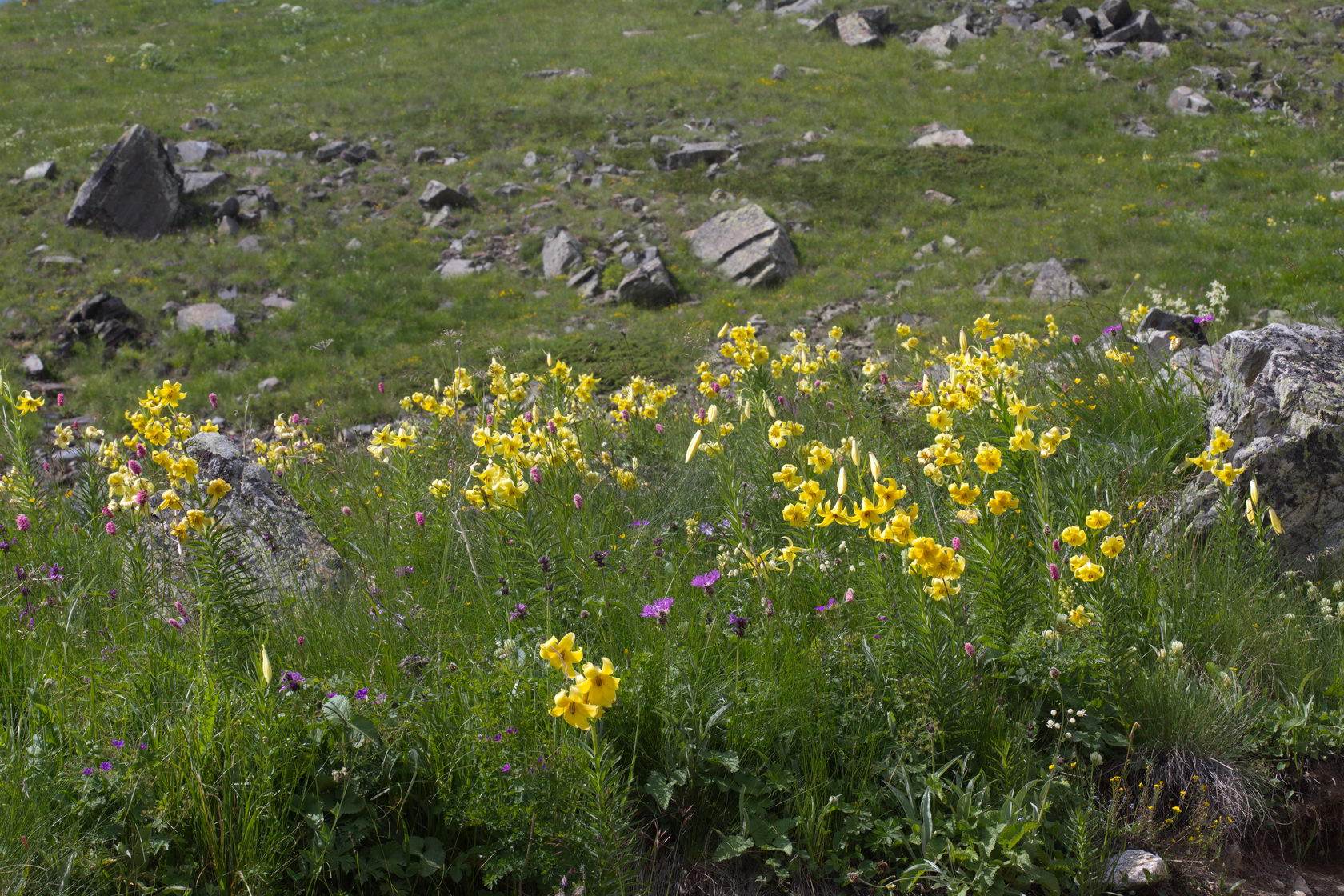 Гора Мусса-Ачитара, image of landscape/habitat.