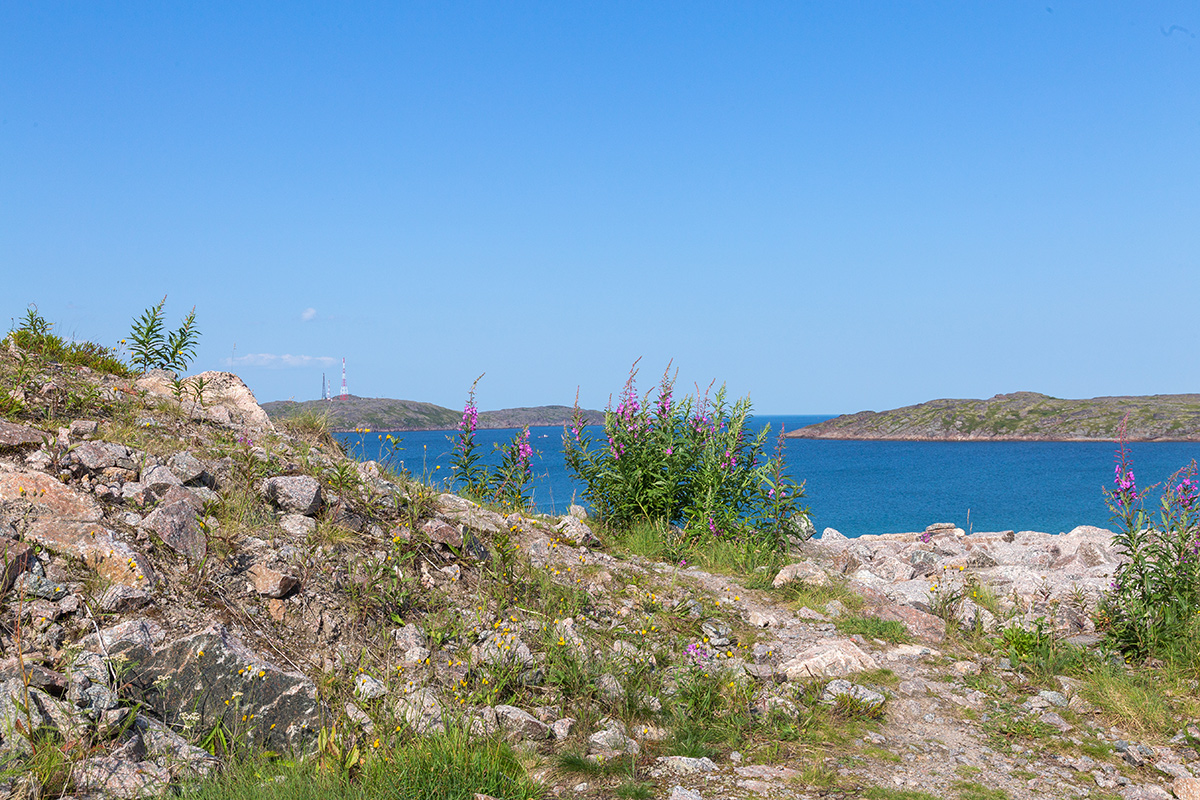 Териберка, image of landscape/habitat.