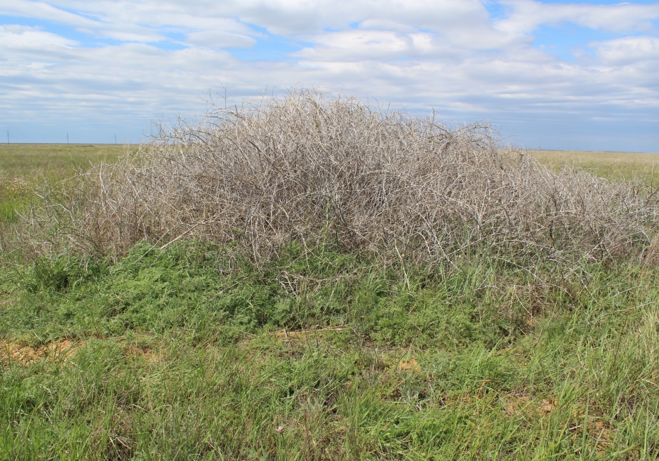 Ащисайская степь, image of landscape/habitat.