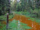 Звенигородская биостанция МГУ, image of landscape/habitat.