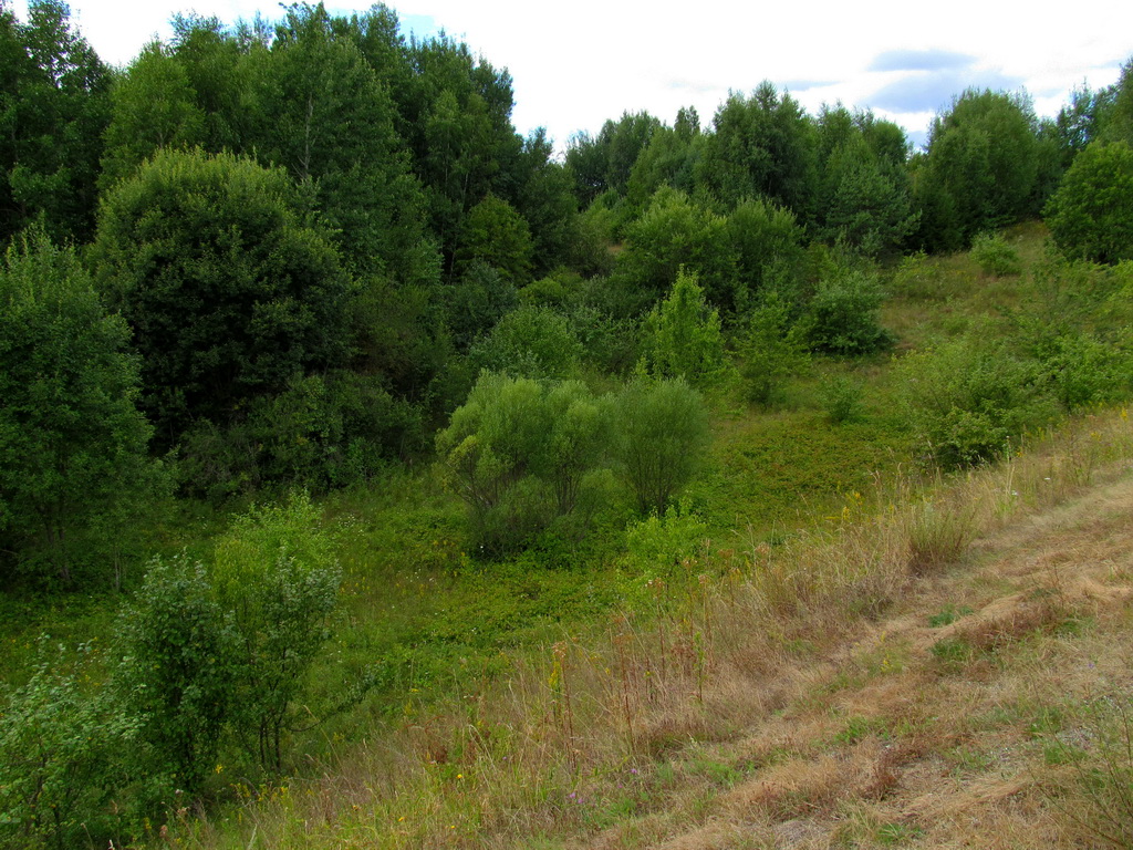 Несутычи, image of landscape/habitat.