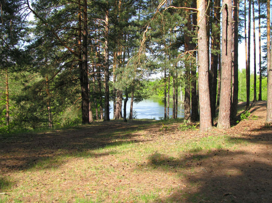 Окский заповедник, image of landscape/habitat.