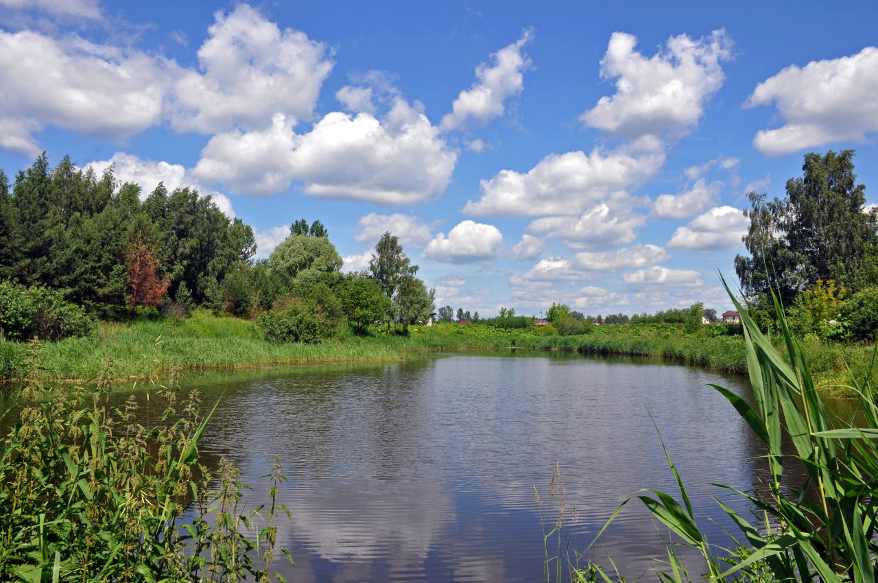 Железнодорожный, image of landscape/habitat.