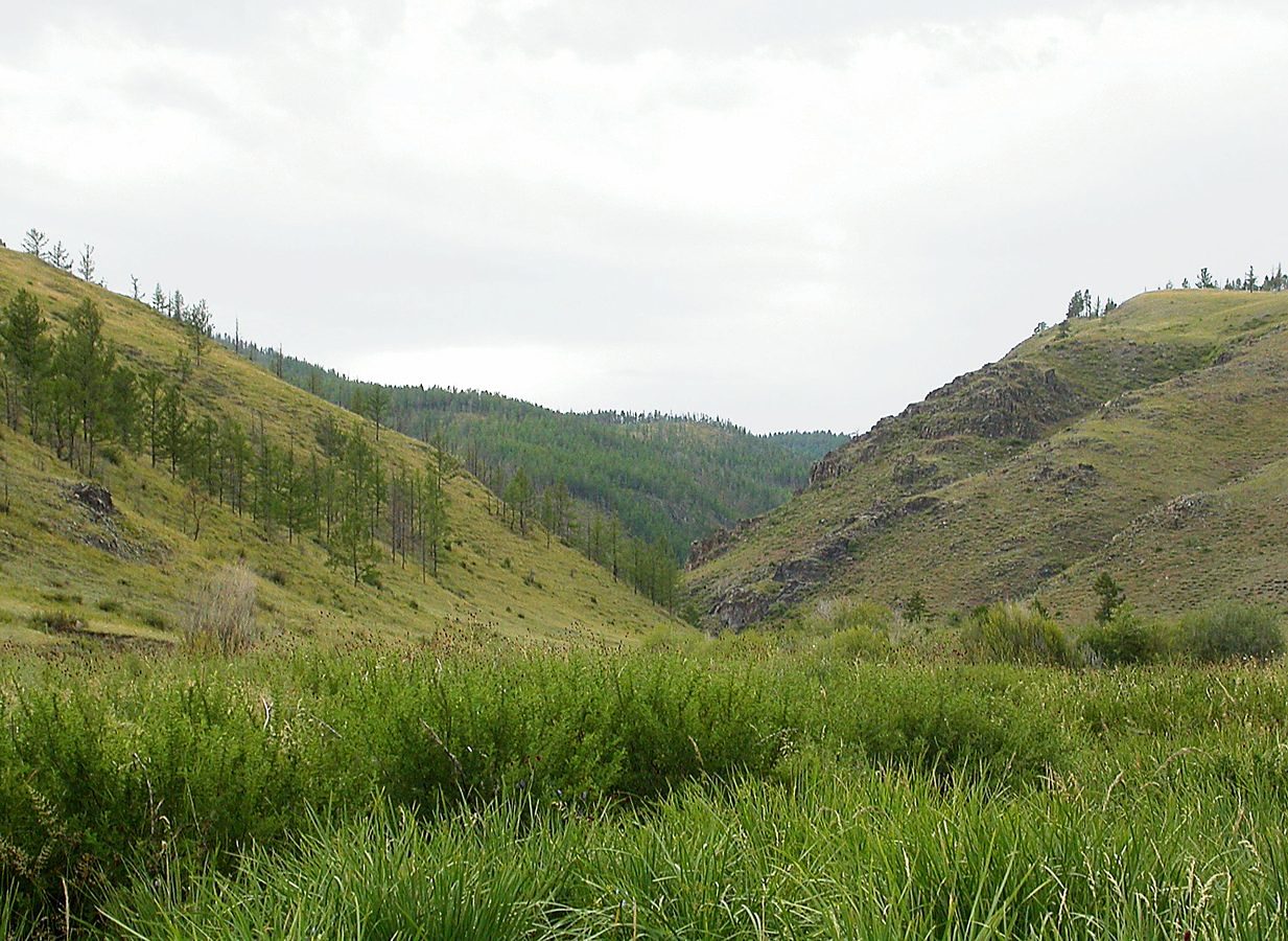 Гусиноозерский Хамар-Дабан, image of landscape/habitat.