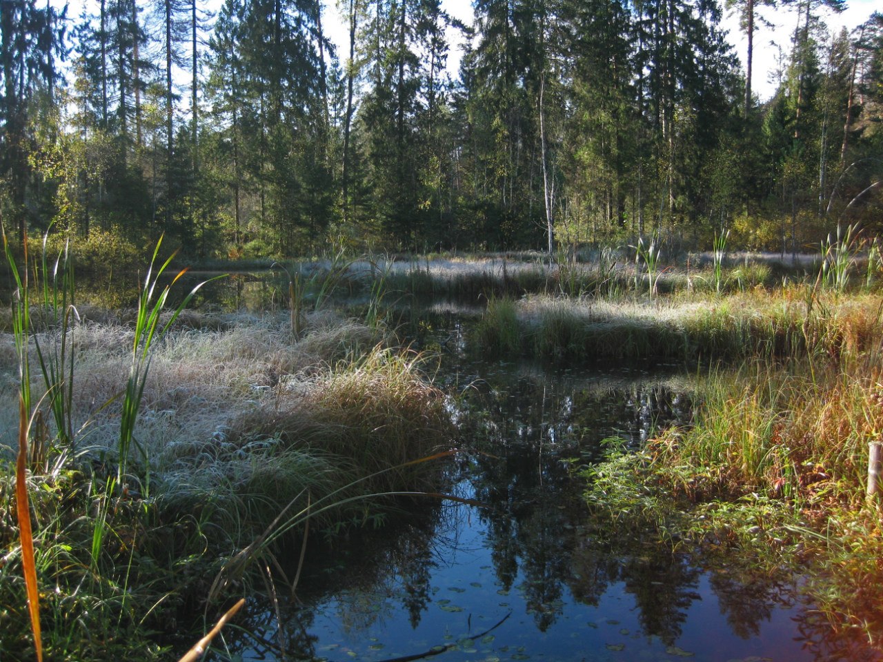 Звенигородская биостанция МГУ, image of landscape/habitat.