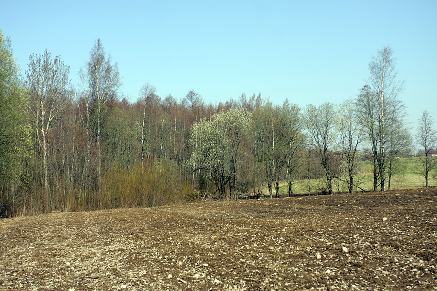 Окрестности Сертолово, image of landscape/habitat.