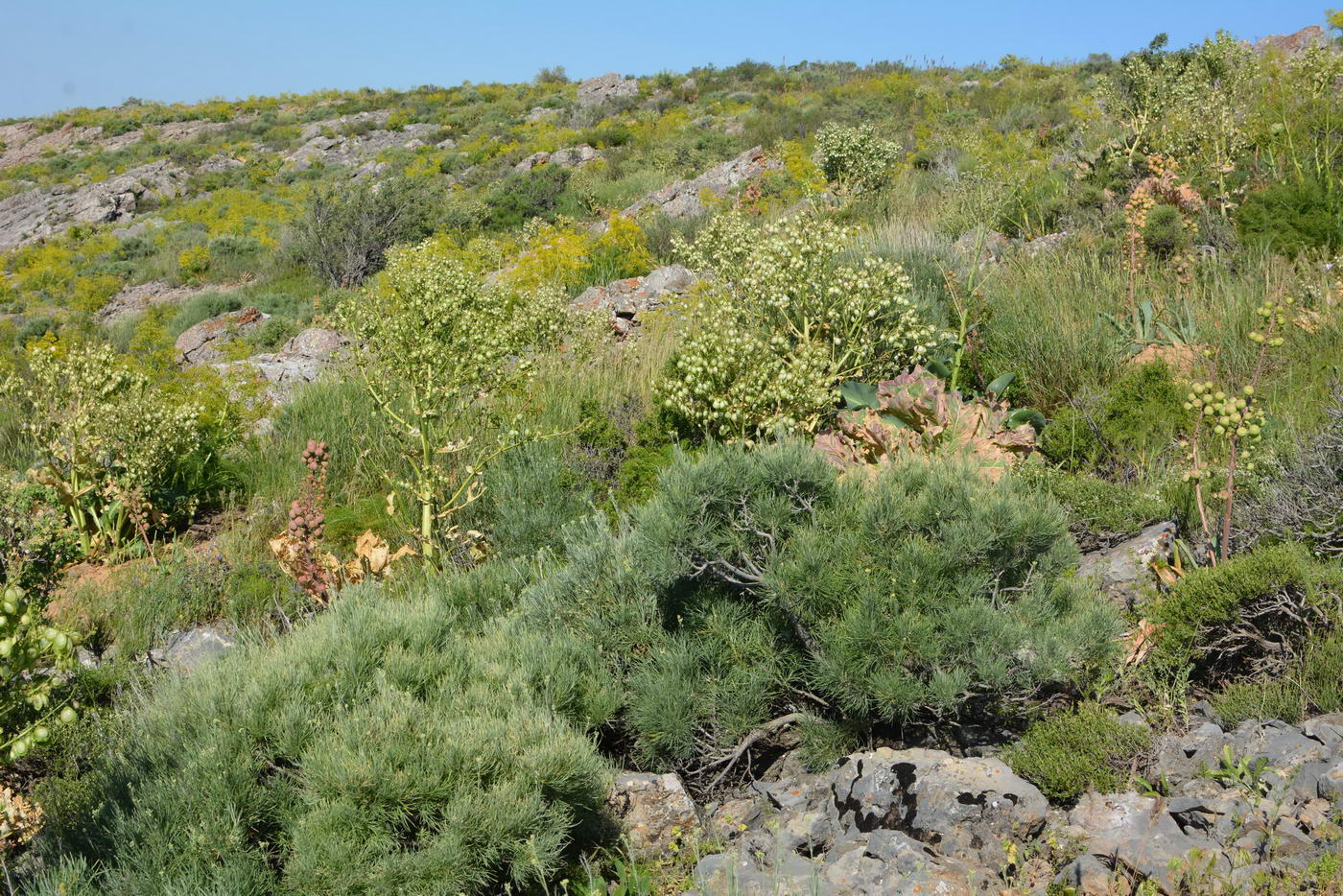 Хребет Боралдай (север), image of landscape/habitat.