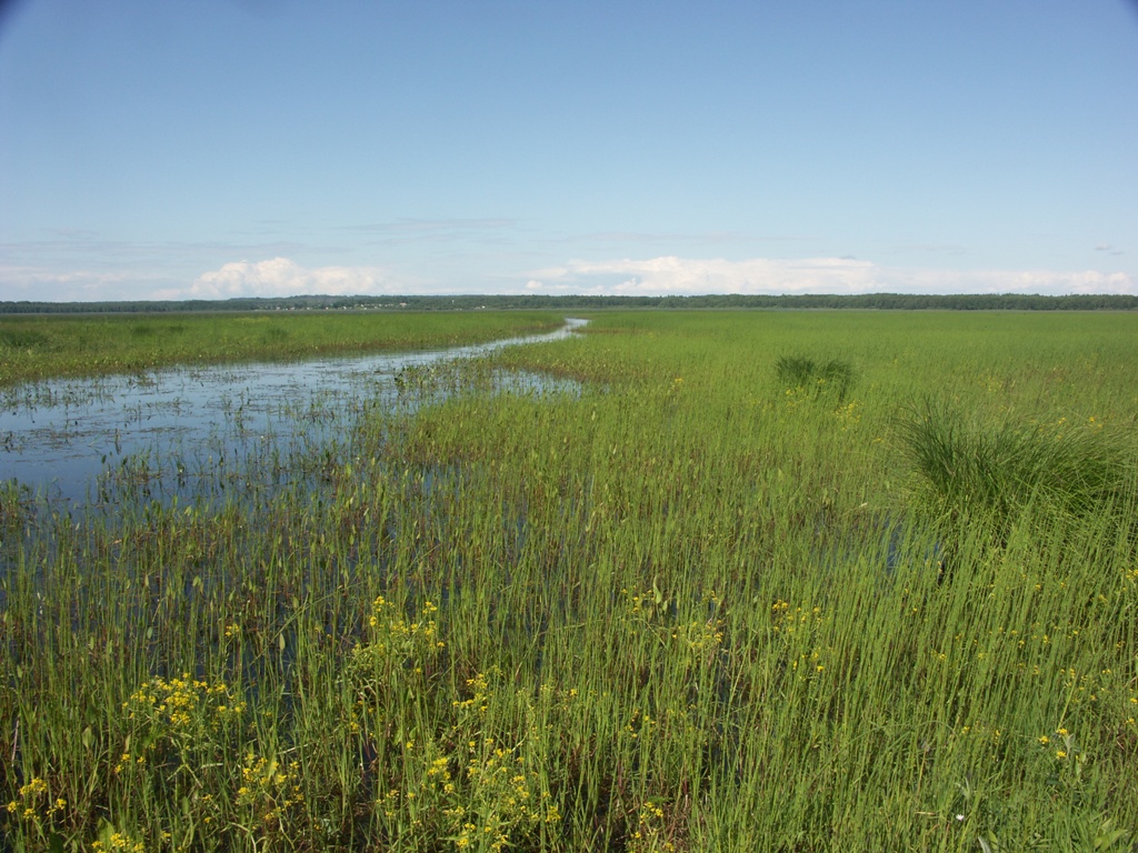 Котельский заказник, image of landscape/habitat.