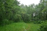 Варничная сопка, image of landscape/habitat.