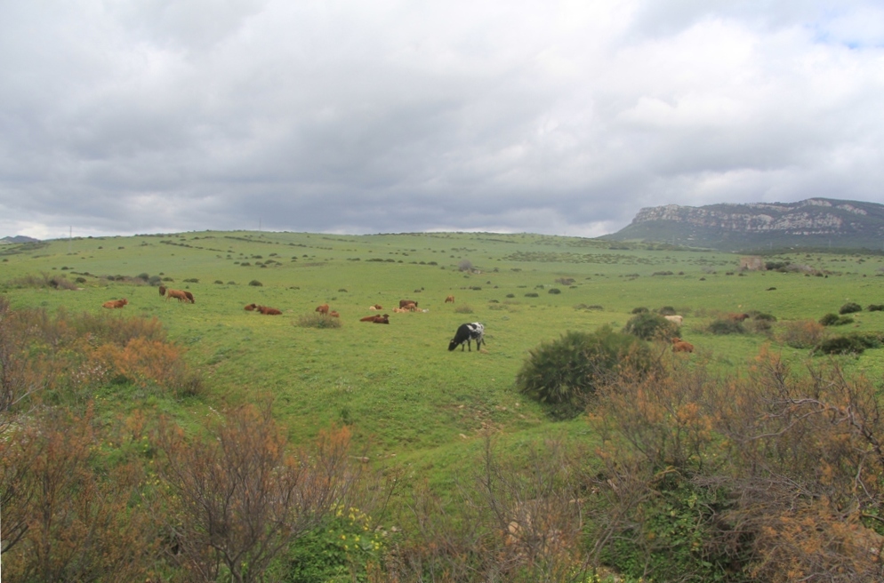 Эль Лентискаль, image of landscape/habitat.