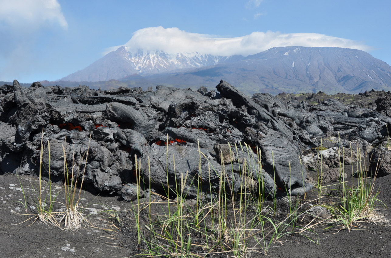 Толбачинский дол, image of landscape/habitat.