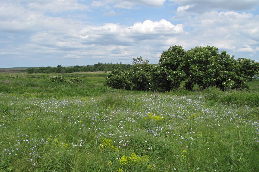 Кадамовка, image of landscape/habitat.